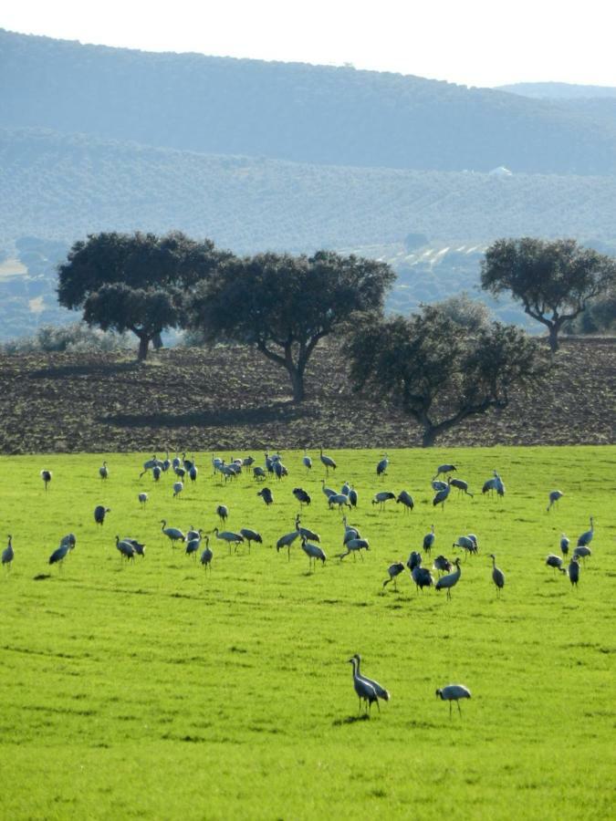 Casas Do Ardila Pensionat Santo Amador Eksteriør billede